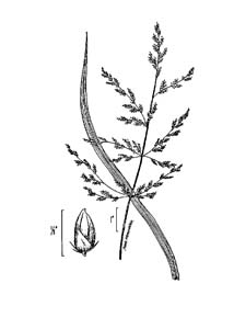 Redtop Panic Grass /
Panicum rigidulum
(Syn. Panicum agrostroides,
Syn. Coleataenia longifolia)